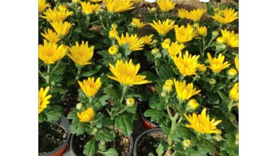 49재국화, 가격 혜택 놓치면 후회! 솔직 후기 🌼